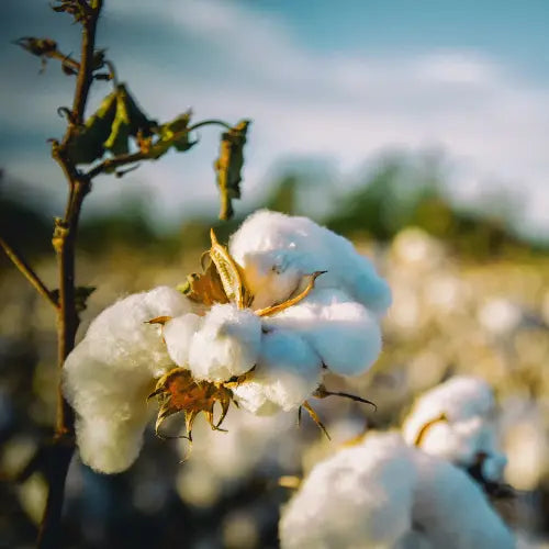 Beyond Fashion: The Sustainable Revolution of Organic Cotton